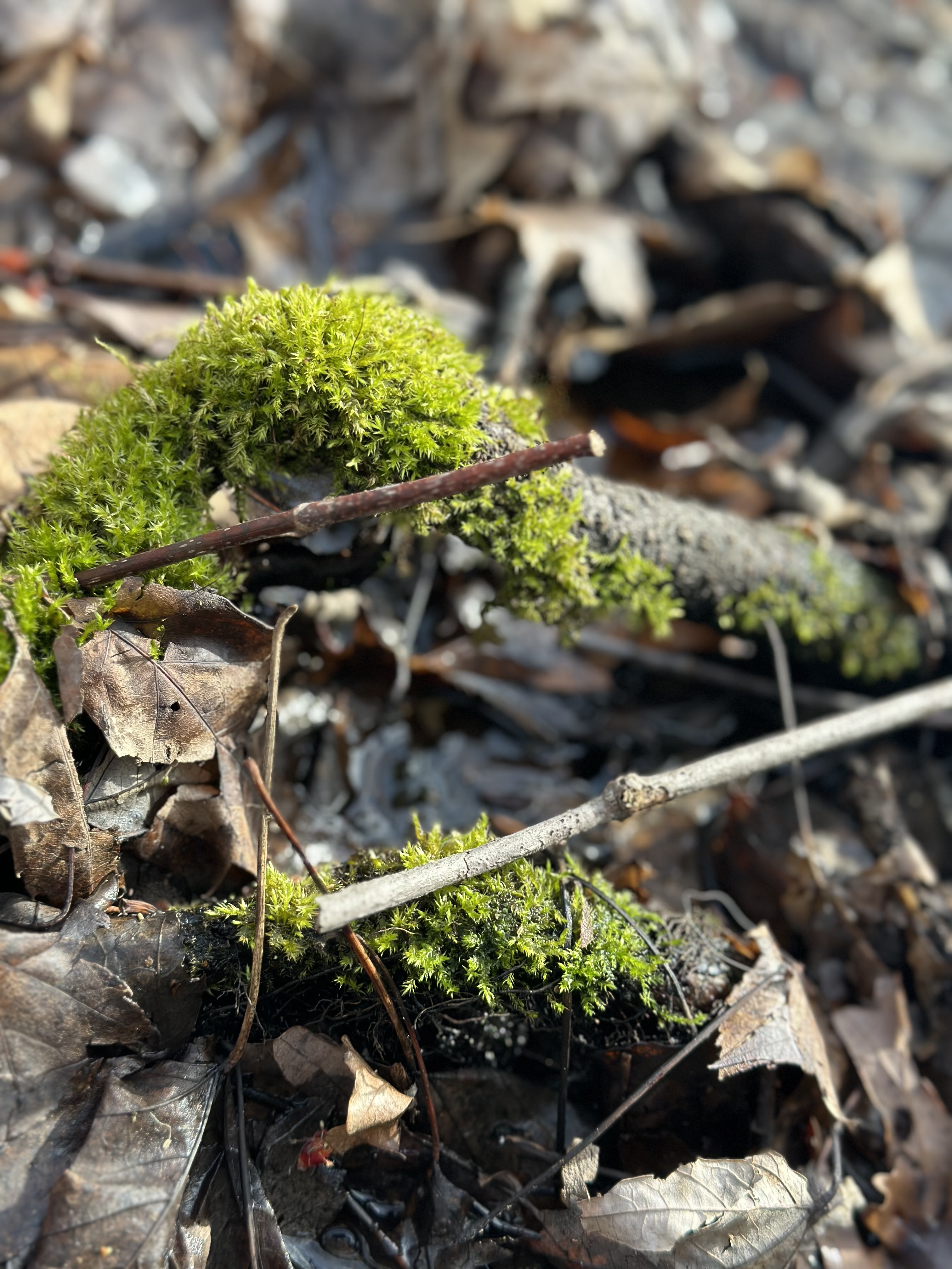 Plant Category: Ivon Stevens from Swamp Walkway